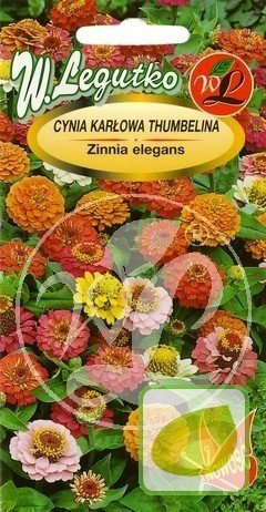 Nasiona Cynia Karłowa Thumbelina