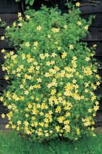 Nasiona Uczep - Bidens