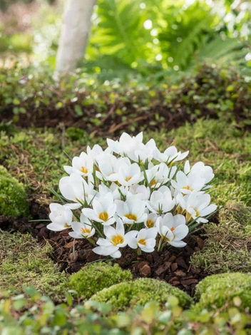 Krokus Botaniczny (Crocus) 'Ard Schenk' 10 szt.