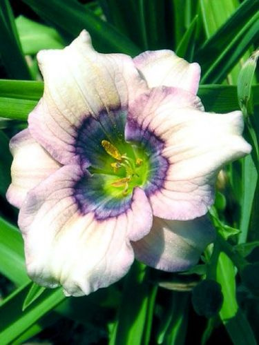 Liliowiec (Hemerocallis) Blink of an Eye