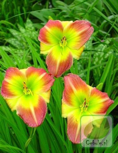 Liliowiec (Hemerocallis) Cocktail party