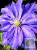 Powojnik (Clematis) Daniel Deronda