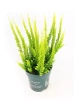 Wrzos (Calluna) 'Skyline' w don. 9 cm. - 1 szt.