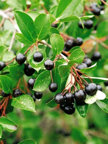Aronia - Krzew Owocowy