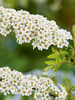 Tawuła szara (Spiraea x cinerea) 'Grefsheim'