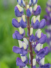 Łubin (Lupinus) Niebieski