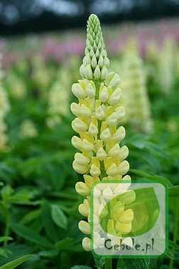 Nasiona Łubin Trwały Zółty - Lupinus