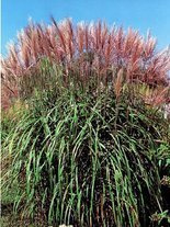 Miskant chiński (Miscanthus sinensis) 'Malepartus'