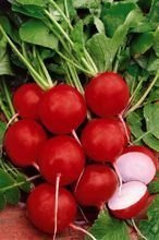 Nasiona Rzodkiewka Okrągła Czerwona Carmesa