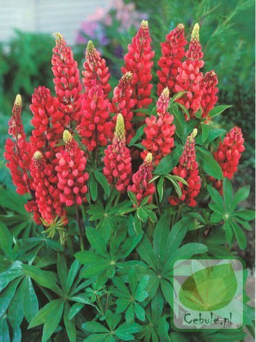 Łubin (Lupinus) Czerwony