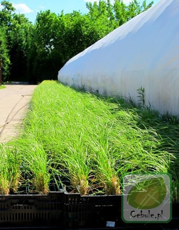 GIGANTYCZNA Trawa Pampasowa Duże Sadzonki Cortaderia