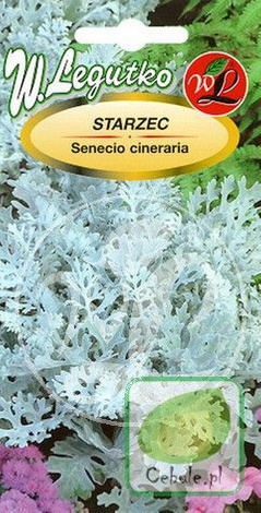 Nasiona Starzec - Senecio Cineraria