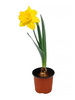 Narcyz trąbkowy żółty w doniczce śr. 9 cm 