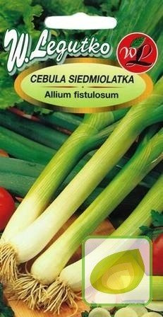 Nasiona Cebula Siedmiolatka