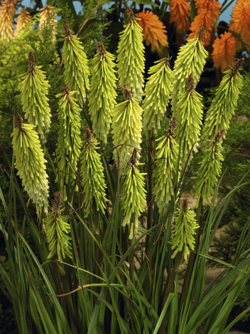 Trytoma groniasta (Kniphofia) 'Green Jade'  1 szt.