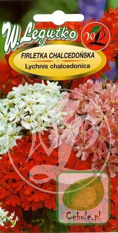 Nasiona Firletka Chalcedońska - Lychnis