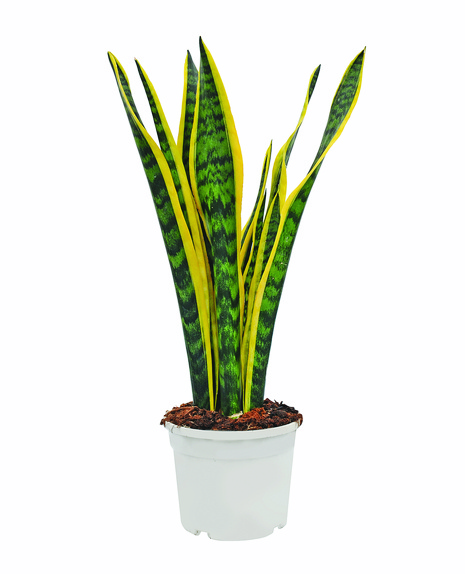 Sansewieria Laurentii / Zeylanica