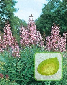 Nasiona Dyptam Gorejący Krzew Mojżesza Dictamnus