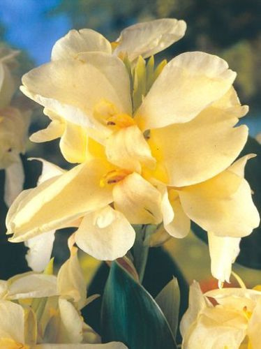 Paciorecznik (Canna) Alasca