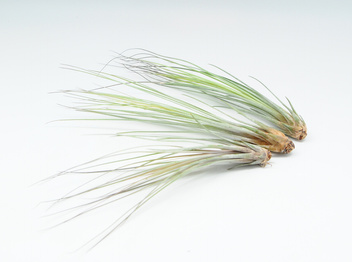 Tillandsia Juncea