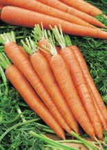 Nasiona Marchew Dolanka Późna