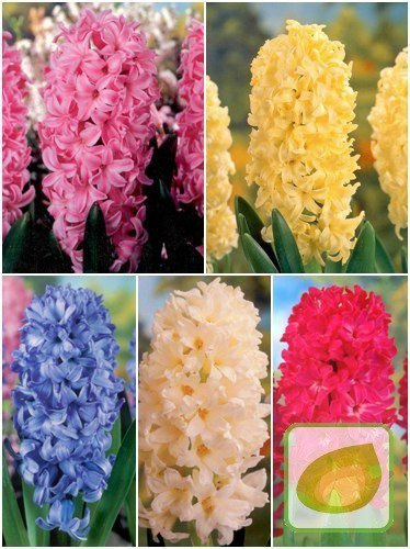 Zestaw Ekonomiczny Hiacynty