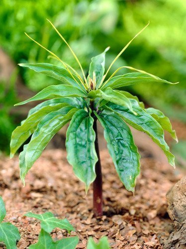 Czworolist Wielolistny (Paris Polyphylla)