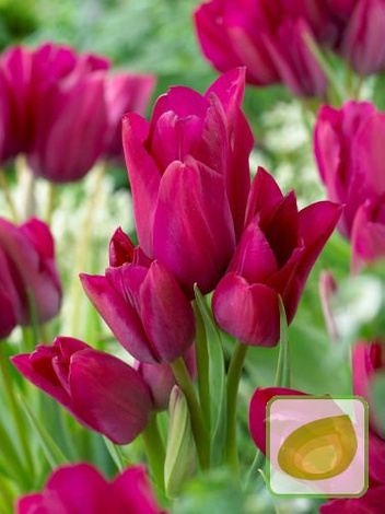 Zestaw Tulipany Bukietowe Club