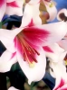 Lilia (Lilium) 'Triumphator'