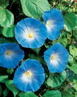 Nasiona Wilec Trójbawrny Heavenly Blue Niebieski - Ipomoea