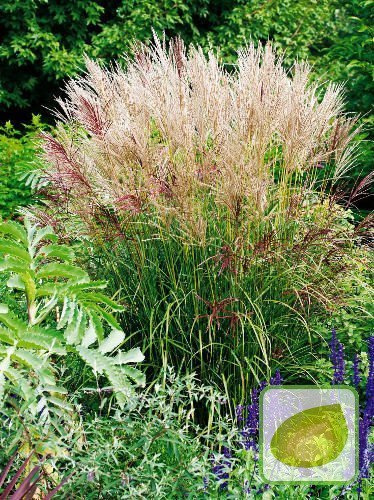 Trawa Ozdobna (Miscanthus) Ferner Osten