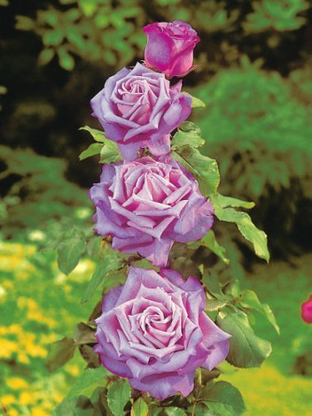 Zestaw Róże Pnące