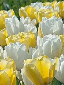 Kompozycja Maślanka