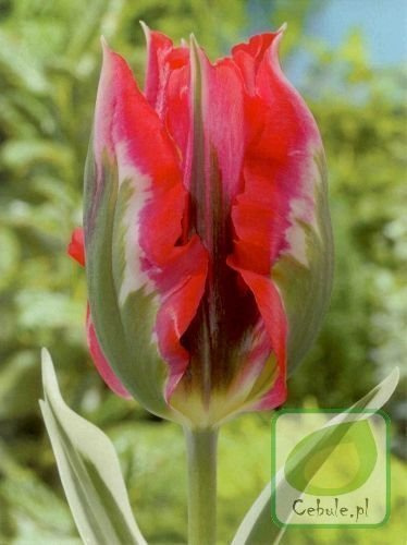 Tulipan ESPERANTO 11/12
