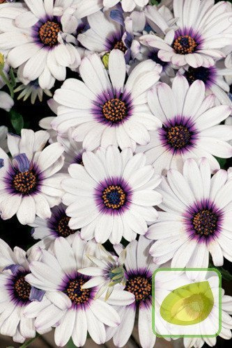 Nasiona Osteospermum Białe Z Fioletowym Okiem
