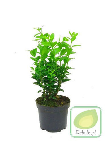 Najwyższej jakości Bukszpan - doniczka 9 cm średnicy 6 szt.