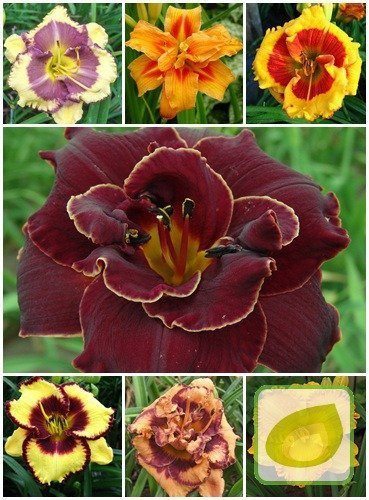 Zestaw Ekskluzywne Liliowce