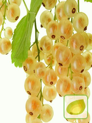 Zestaw Krzewy Owocowe