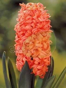 Hiacynt Gipsy Queen 3