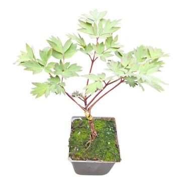Piwonia Drzewiasta Szczepiona don. 11 ( Paeonia Suffruticosa ) Mix 