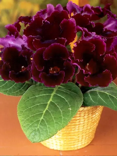 Gloksynia Gloxinia (Sinningia) 'Prince Albert'