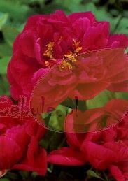 Peonia (Paeonia) Karl Rosenfield