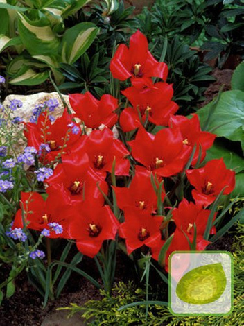 Zestaw Tulipany Botaniczne 3