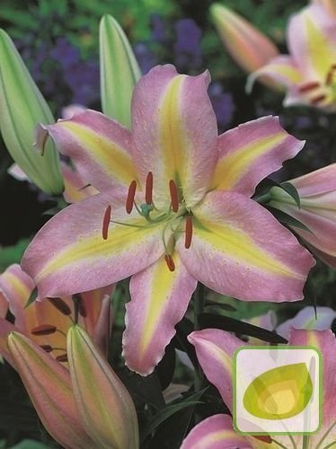 Lilia (Lilium) Tom Pouce