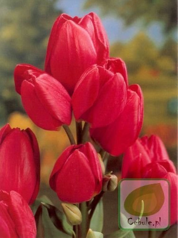 Tulipan RED GEORGETTE 12/+