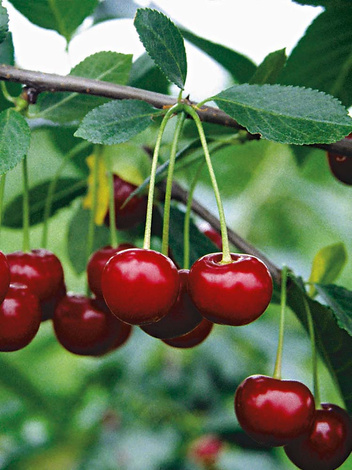 Wiśnia 'Pandy 103'