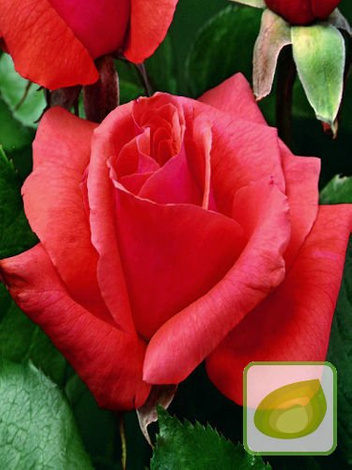 Zestaw Róże Wielkokwiatowe KOLORY