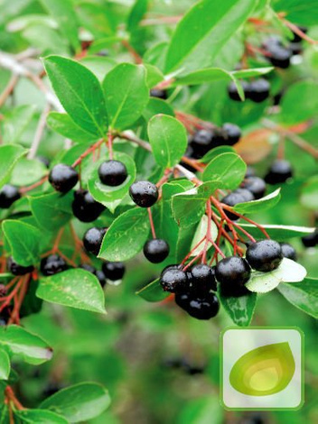 Zestaw Krzewy Owocowe