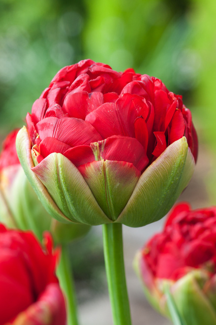 Tulipan Lodowy ( Tulipa ) Pop Up Red 1 szt
