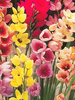 Iksja ogrodowa (Ixia) Mix